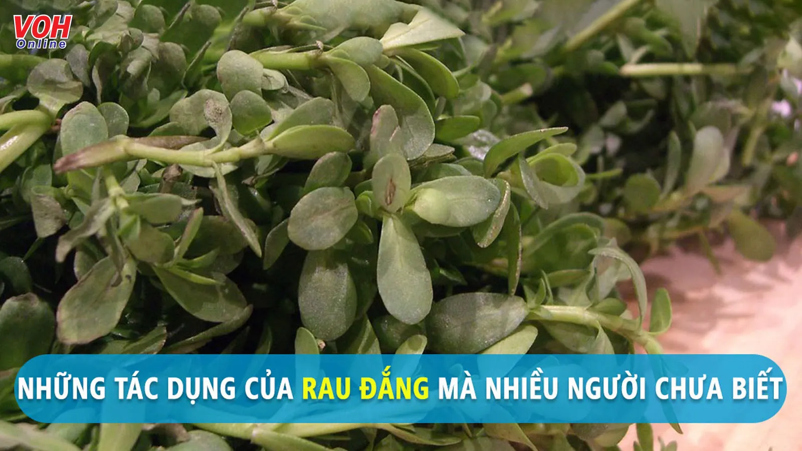 Ăn rau đắng có tác dụng gì cho sức khỏe?