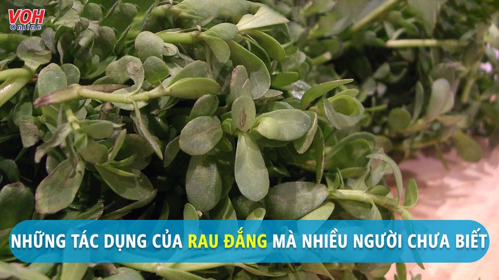 Ăn rau đắng có tác dụng gì cho sức khỏe?