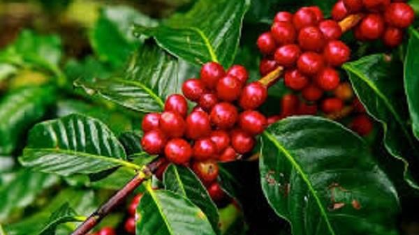 Giá cà phê hôm nay 11/11/2021: Giá Arabica quay đầu giảm sau phiên tăng mạnh