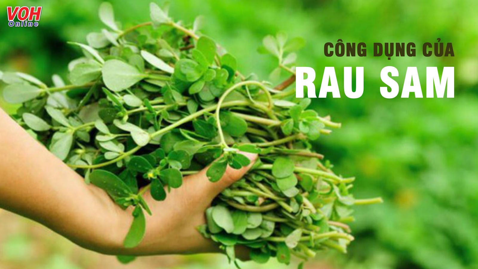 Rau sam có tác dụng gì cho sức khỏe?