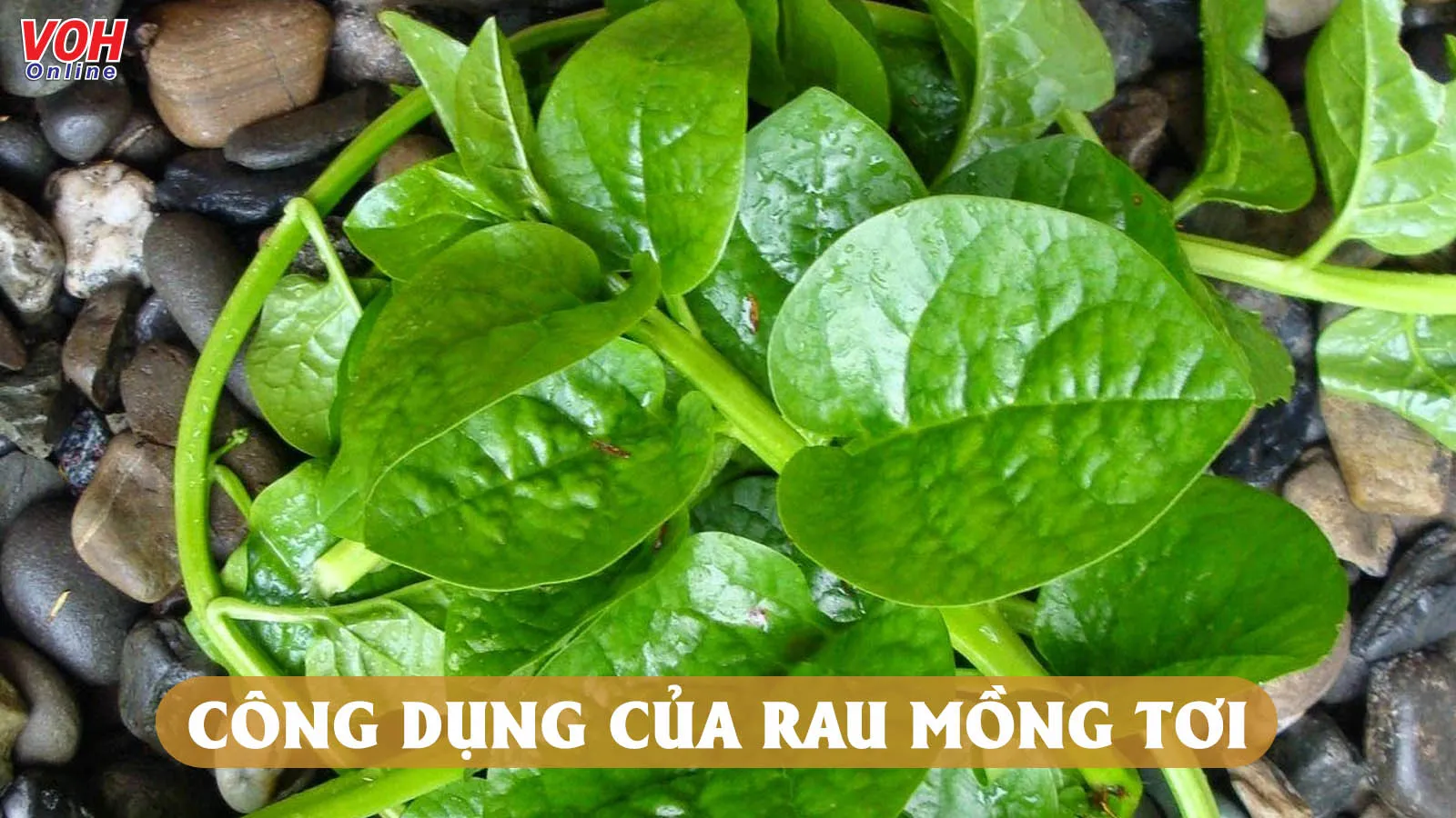 8 tác dụng của rau mồng tơi và tác hại khi sử dụng không đúng cách