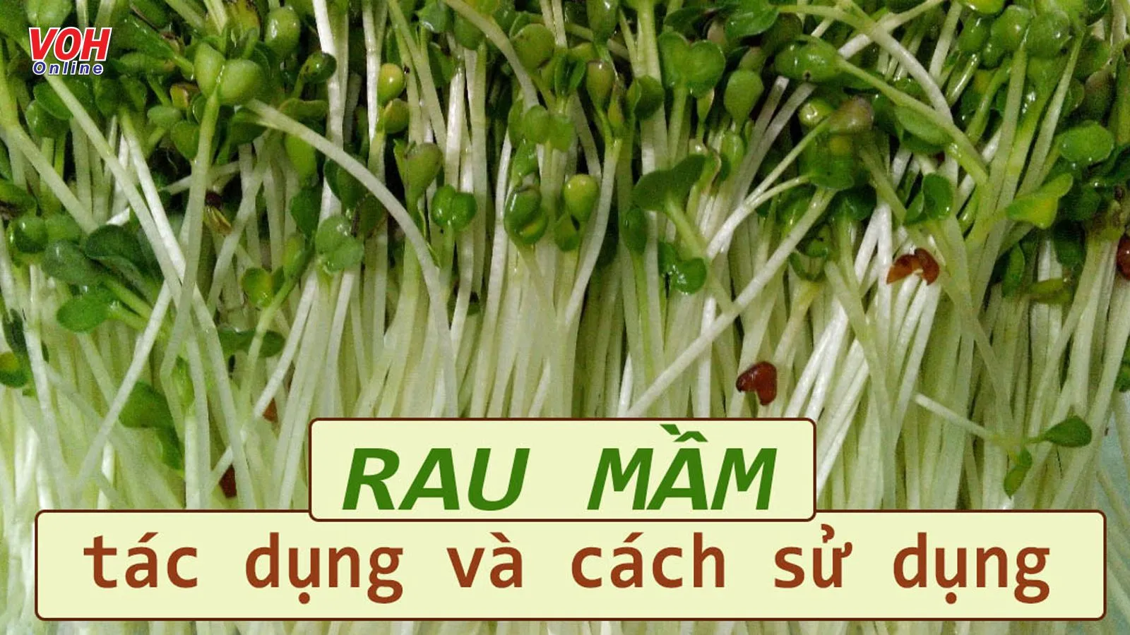 11 tác dụng của rau mầm - ‘hóa giải nỗi oan’ dễ gây ngộ độc