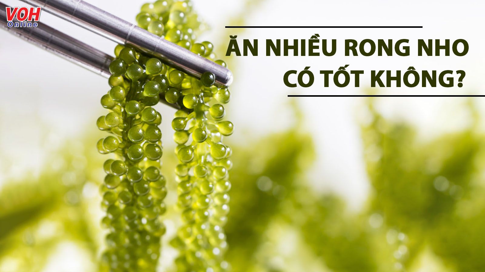 Ăn nhiều rong nho có tốt không và ăn bao nhiêu là đủ?