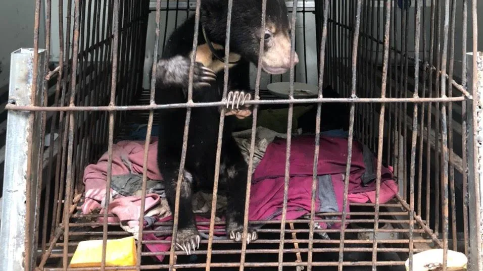 Lai Châu: Khám xét tụ điểm ma túy phát hiện nuôi nhốt gấu con trái phép