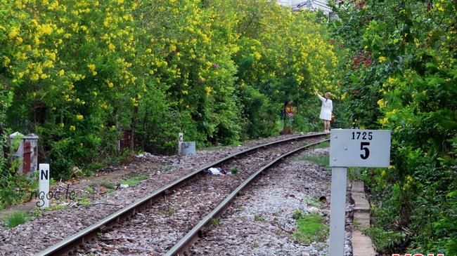 Quân Phú Nhuận: Trồng hoa kiểng làm đẹp đường sắt