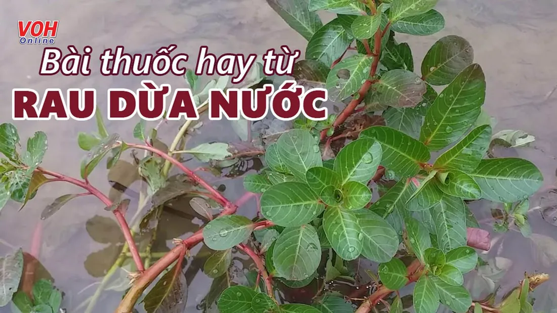 Ăn rau răm có tác dụng gì? Nên sử dụng như nào để phát huy hiệu quả?