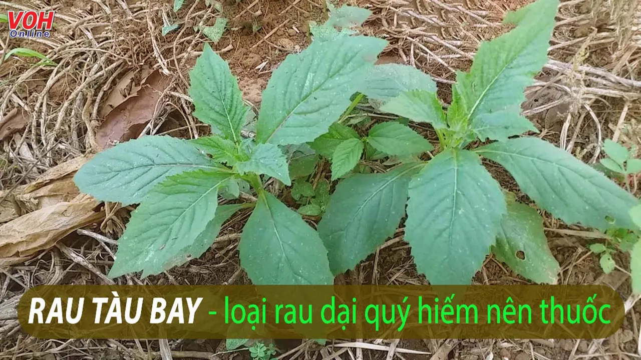 Ăn rau răm có tác dụng gì? Nên sử dụng như nào để phát huy hiệu quả?