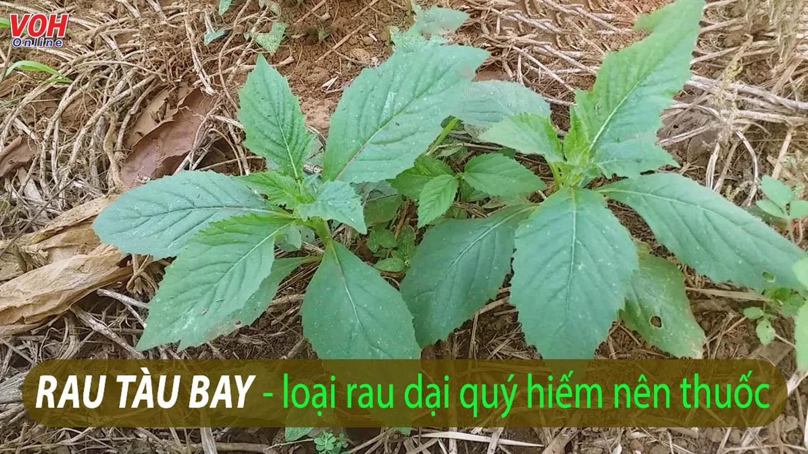 Bạn đã biết ‘tất tần tật’ rau tàu bay có tác dụng gì chưa?