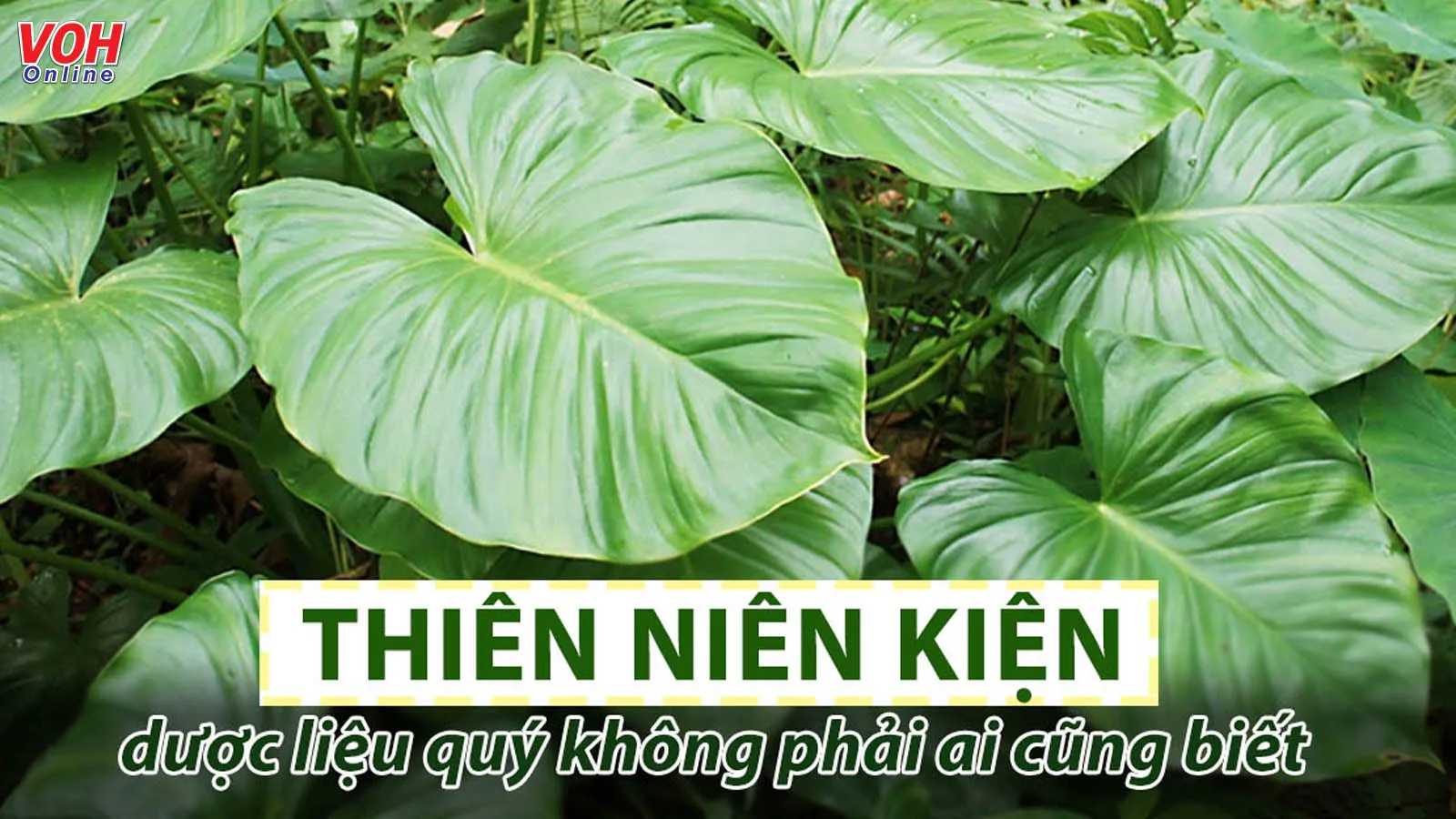Tác dụng của cây thiên niên kiện cực tốt cho sức khỏe không phải ai cũng biết