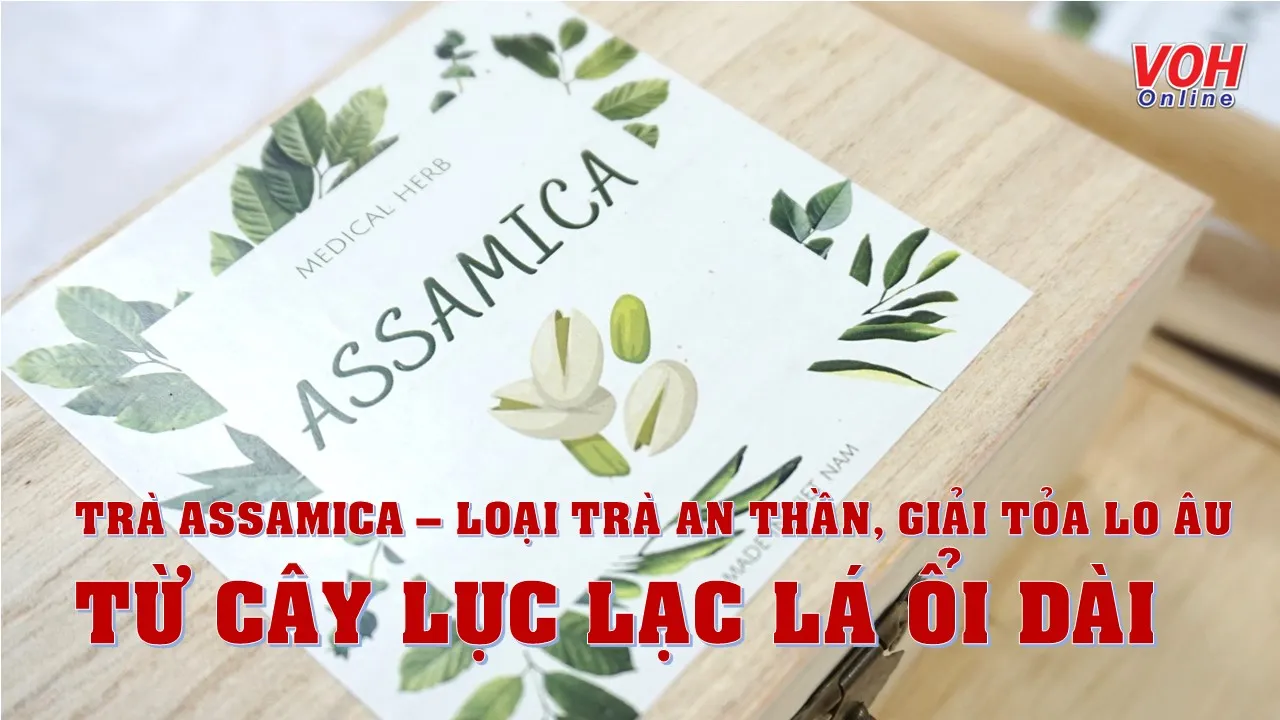 Trà Assamica – loại trà an thần, giải tỏa lo âu từ cây lục lạc lá ổi dài