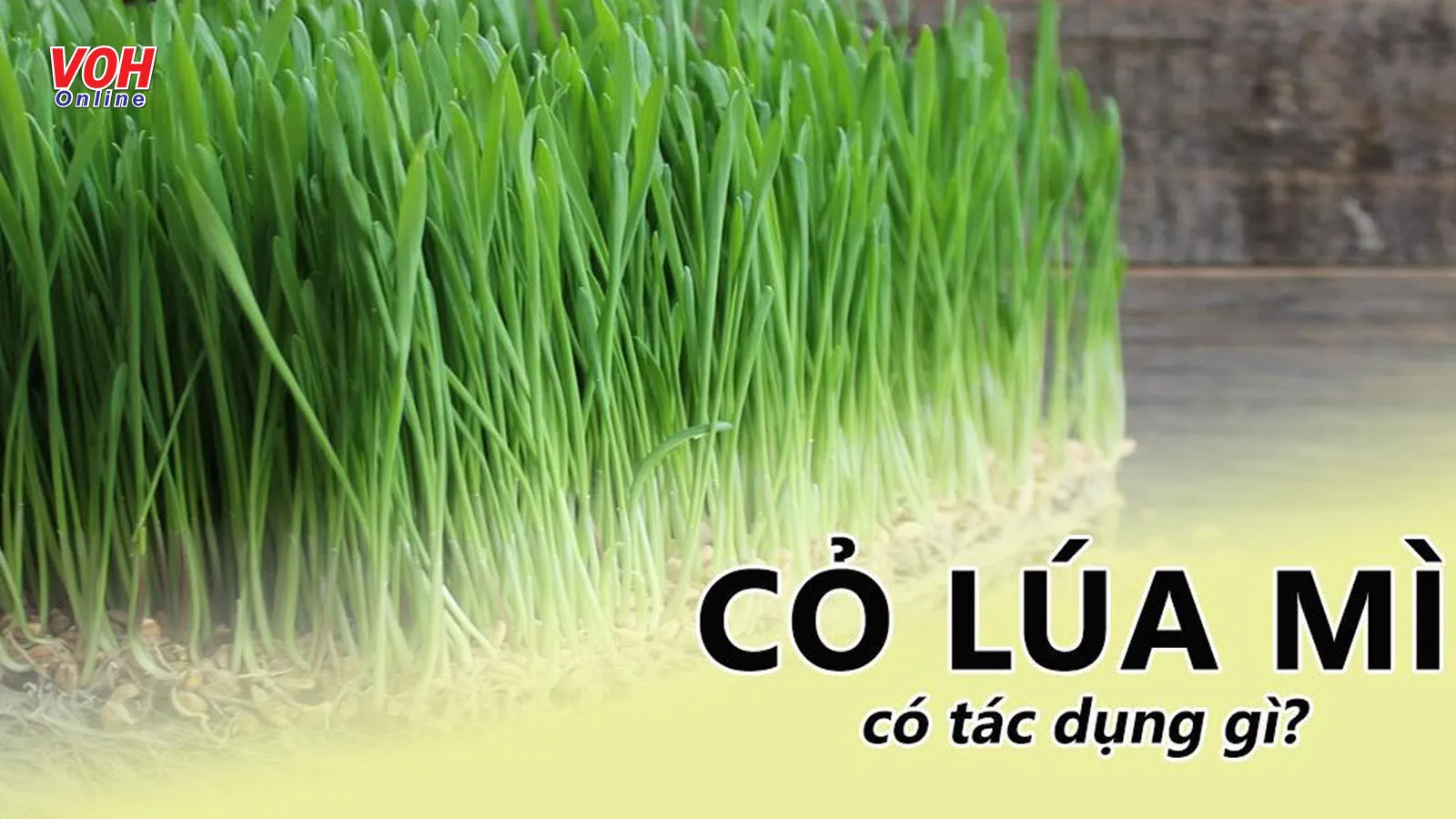 Khám phá tác dụng của cỏ lúa mì - vua thực phẩm kiềm quý giá