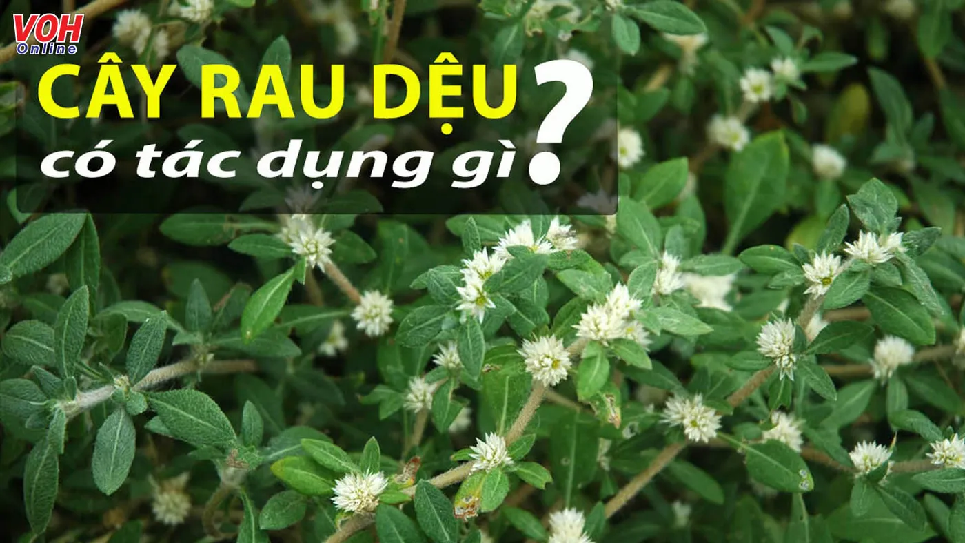Ăn rau răm có tác dụng gì? Nên sử dụng như nào để phát huy hiệu quả?