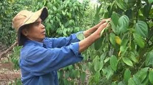 Giá tiêu ngày 3/12/2021: “Lặng sóng”