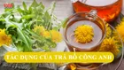 Trà bồ công anh có tác dụng gì cho sức khỏe?