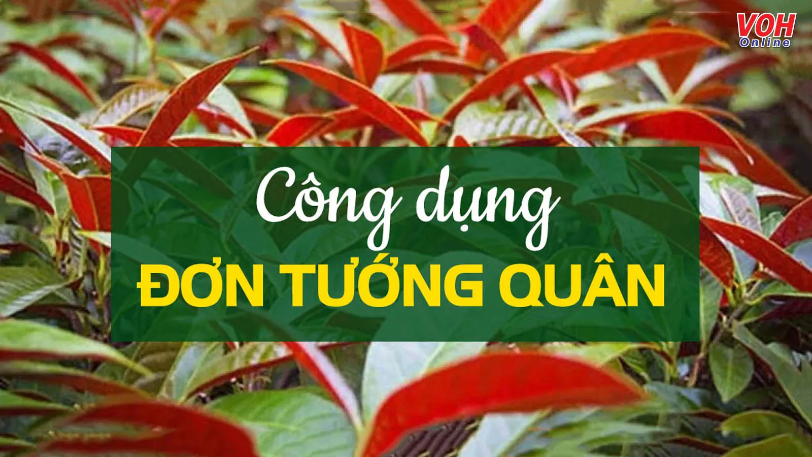 Cây đơn tướng quân chữa bệnh gì?