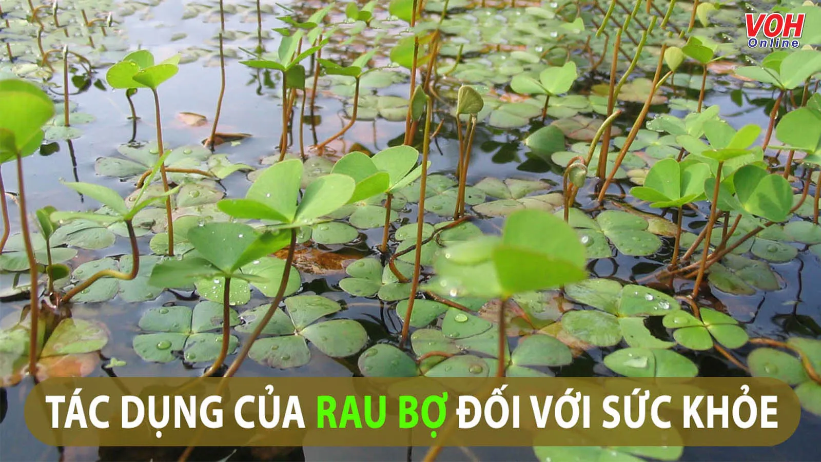 Tìm hiểu rau bợ có tác dụng gì qua 7 món ăn, bài thuốc sau