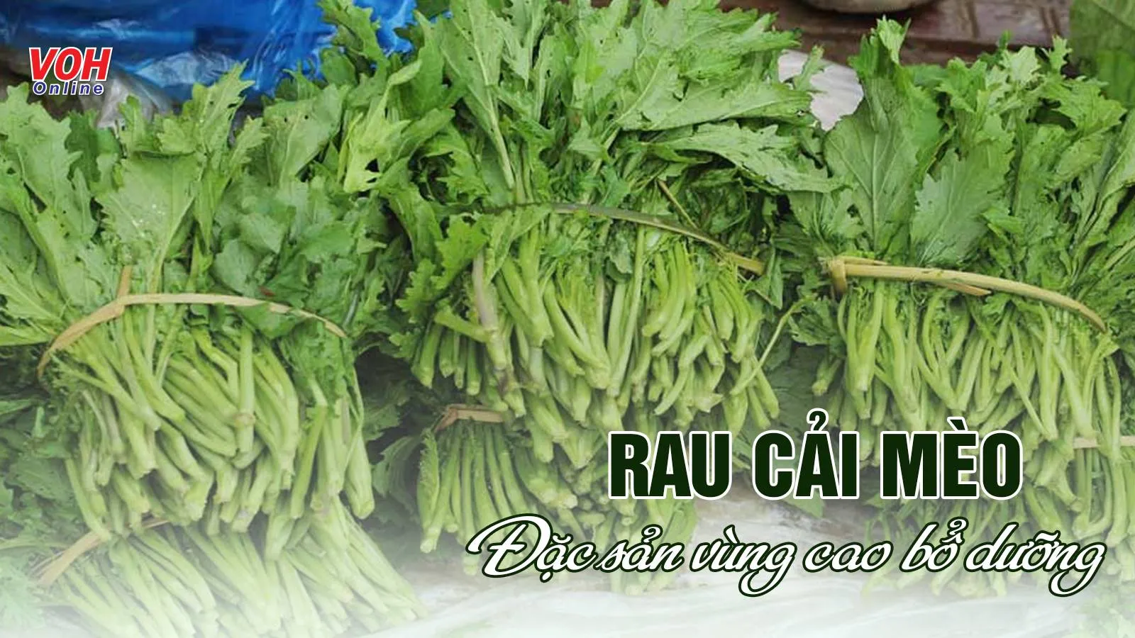 8 tác dụng của rau cải mèo – ‘tinh hoa’ trời đất ở miền Tây Bắc