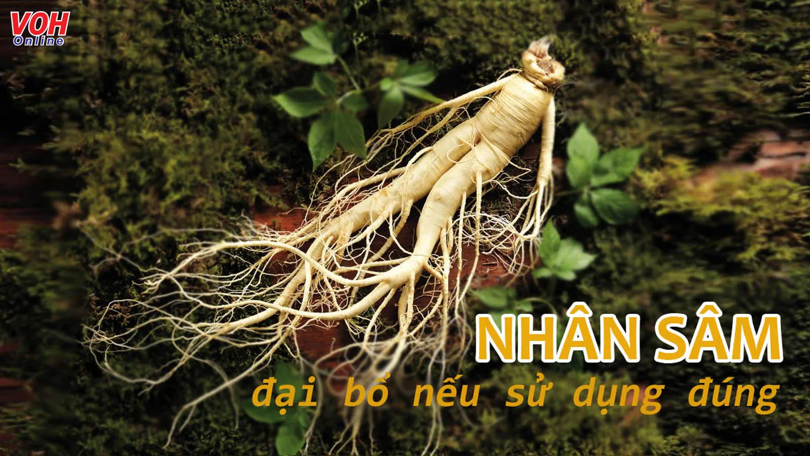 Những tác dụng của nhân sâm trong Y học hiện đại và cổ truyền