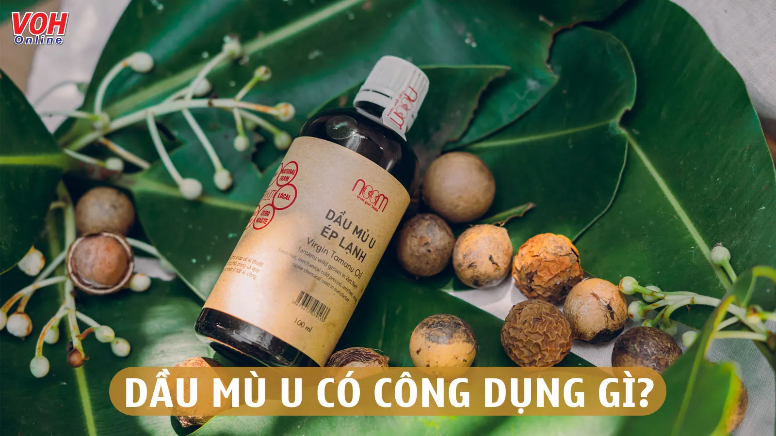 Dầu mù u có công dụng gì trong việc chăm sóc sức khỏe và làn da?