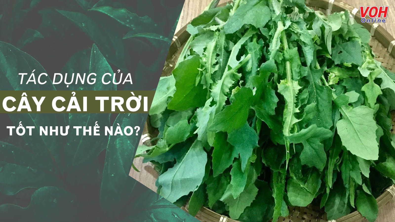 Tác dụng của cây cải trời có thể bạn chưa biết