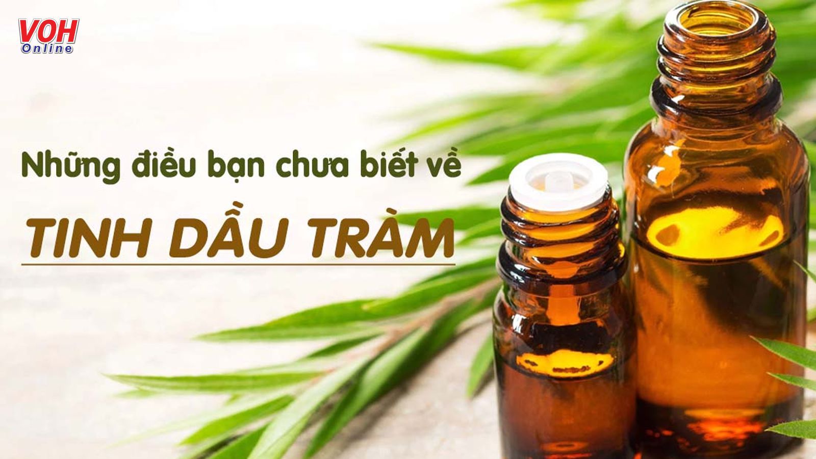 ‘Giải đáp’ 7 tác dụng của dầu tràm trong làm đẹp và sức khỏe gia đình