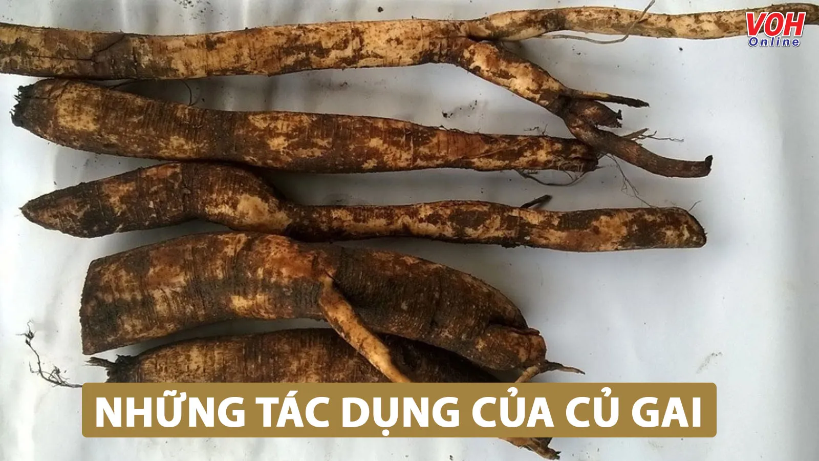 Bạn đã biết, tác dụng của củ gai trong đông y như thế nào chưa?