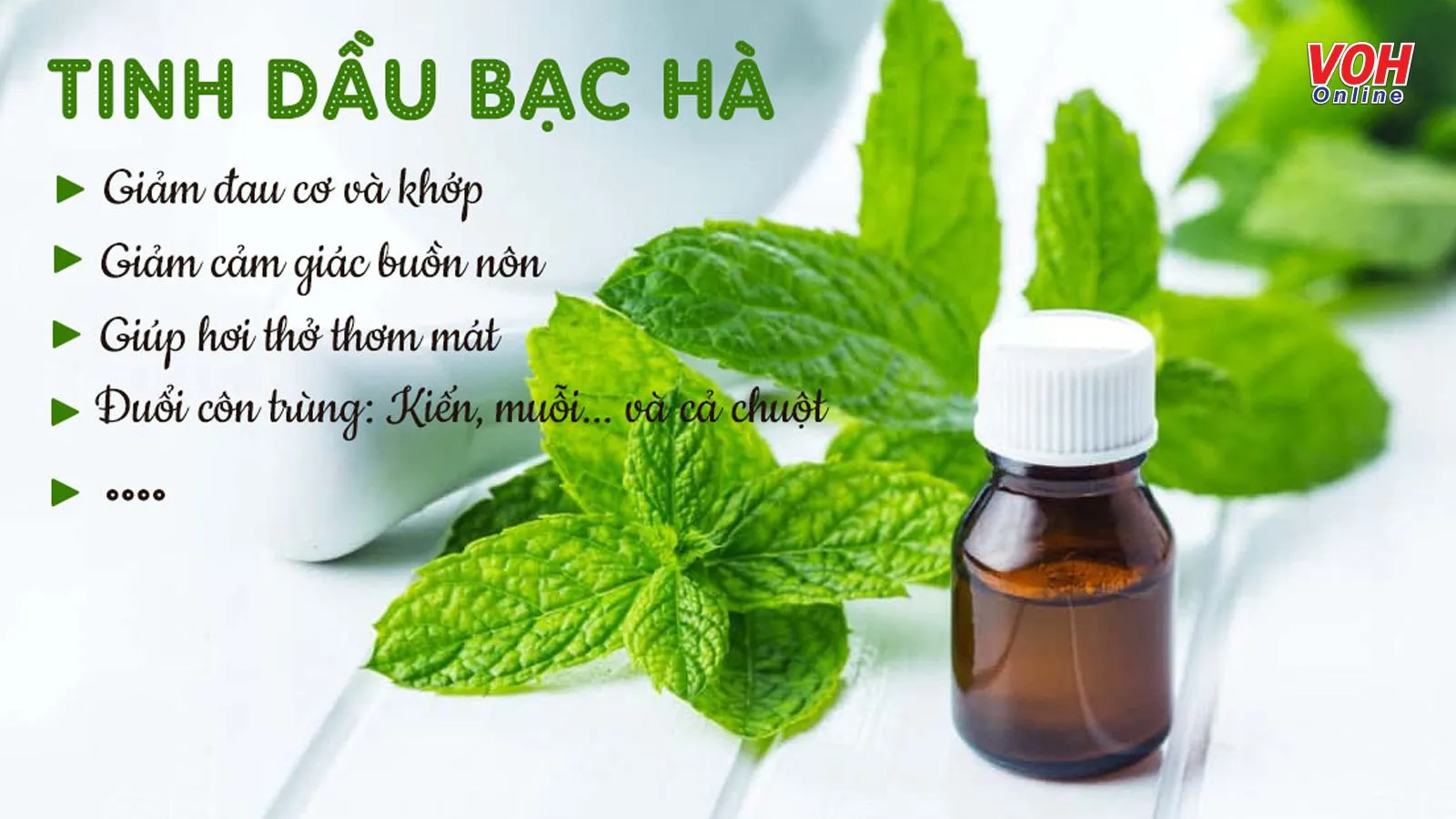 Tinh dầu bạc hà có tác dụng gì? 9 lợi ích khiến bạn bất ngờ