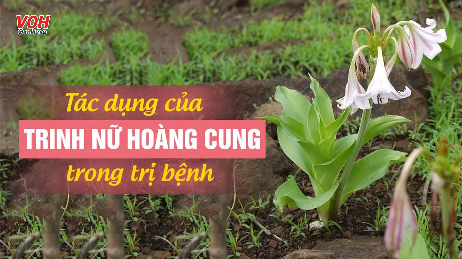 Cây trinh nữ hoàng cung có tác dụng gì?