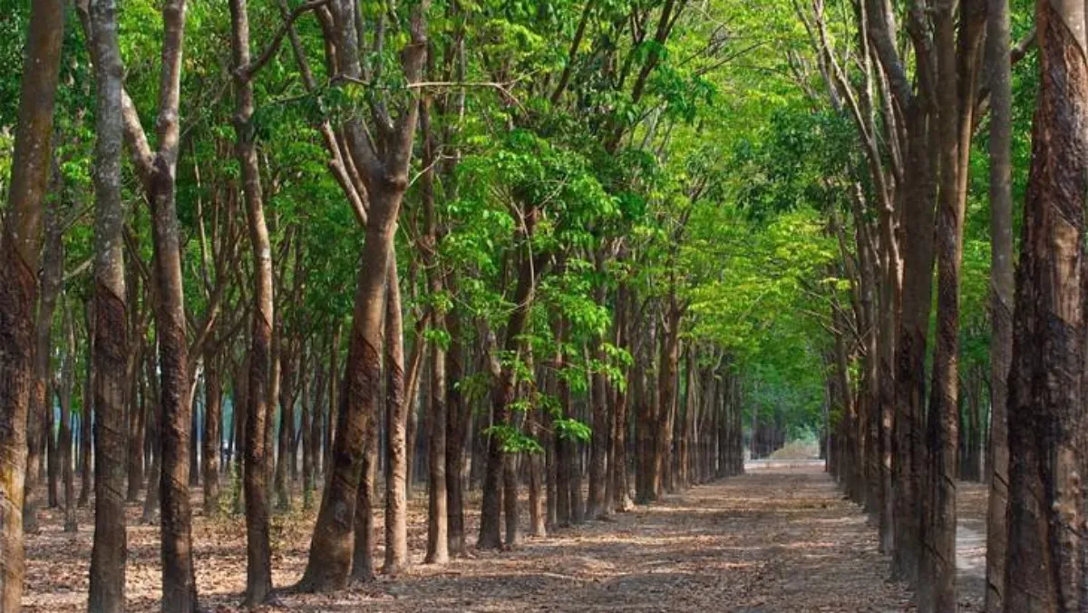 Giá cao su hôm nay 16/12/2021: Ổn định toàn sàn