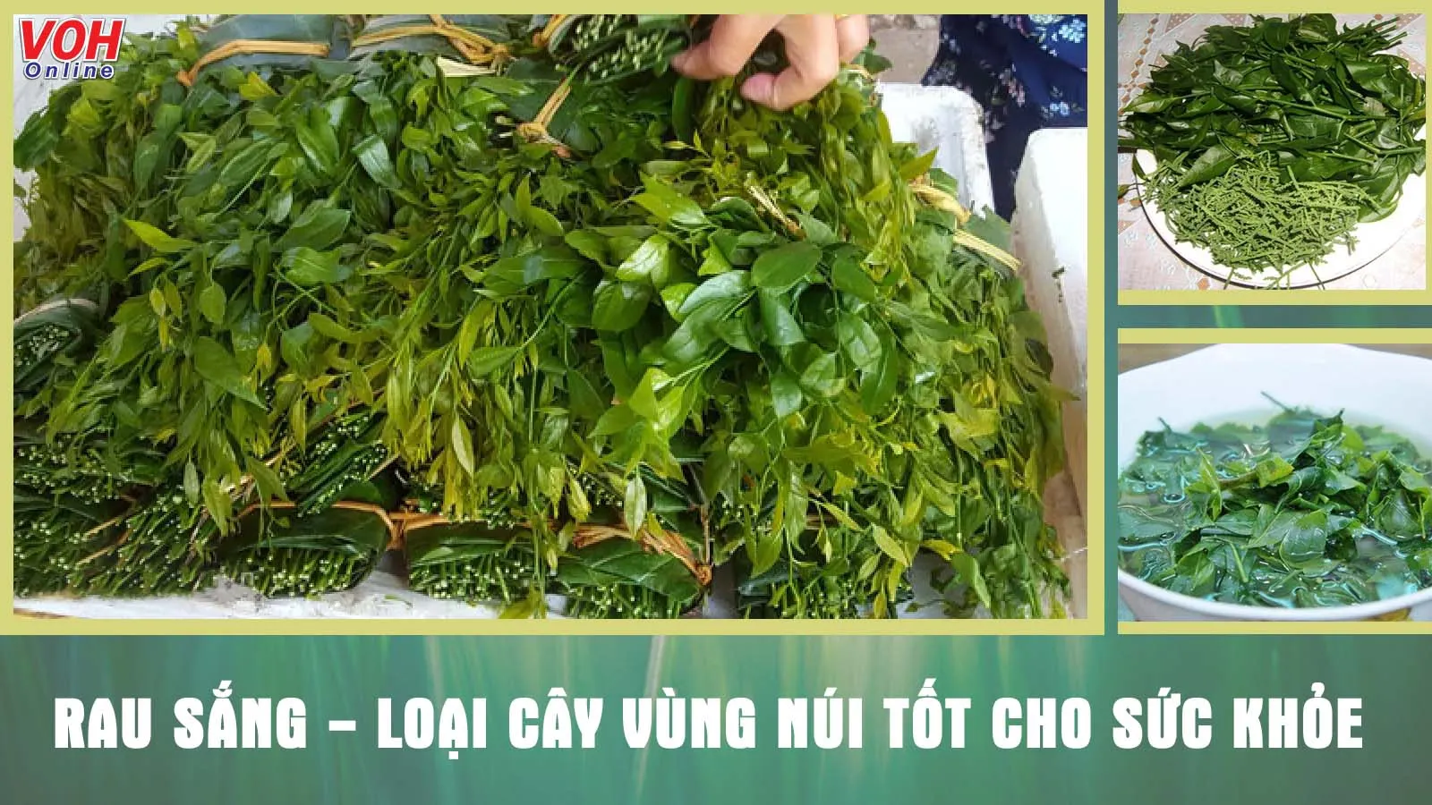 Khám phá tác dụng của cây rau sắng cùng những cách chế biến món ăn ngon