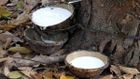 Giá cao su hôm nay 18/12/2021: Giảm đồng loạt