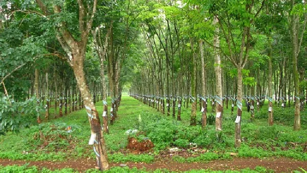 Xuất khẩu cao su thiên nhiên của Việt Nam đạt 1,7 triệu tấn với giá trị gần 3 tỷ đô la Mỹ