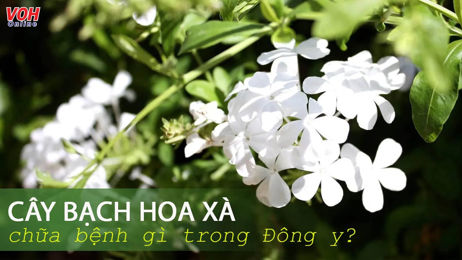 Tác dụng của cây bạch hoa xà đối với sức khỏe