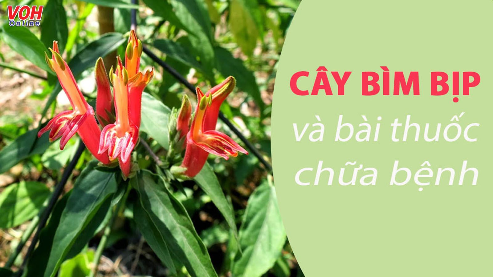 Cây bìm bịp trị bệnh gì trong Đông y lẫn y học hiện đại?
