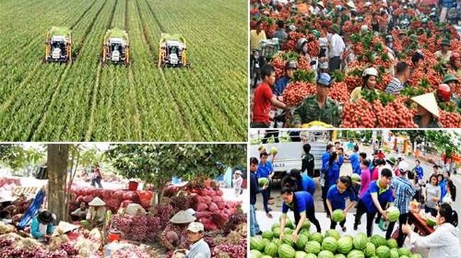 Diễn dàn TPHCM - Thích ứng và phát triển : Tập trung xây dựng nhà máy sơ chế, chế biến nông sản