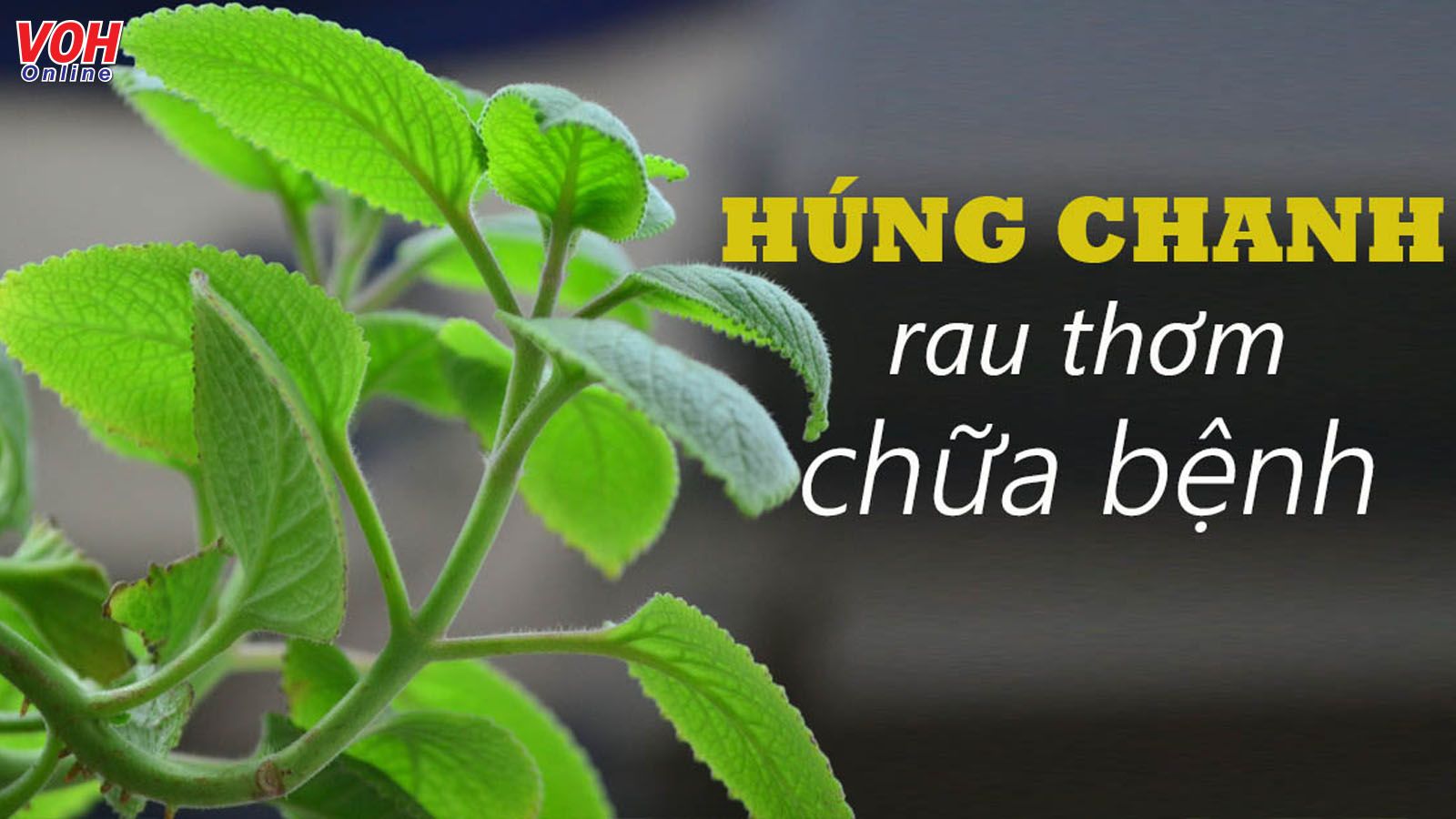 Những tác dụng của húng chanh tốt cho sức khỏe không phải ai cũng biết