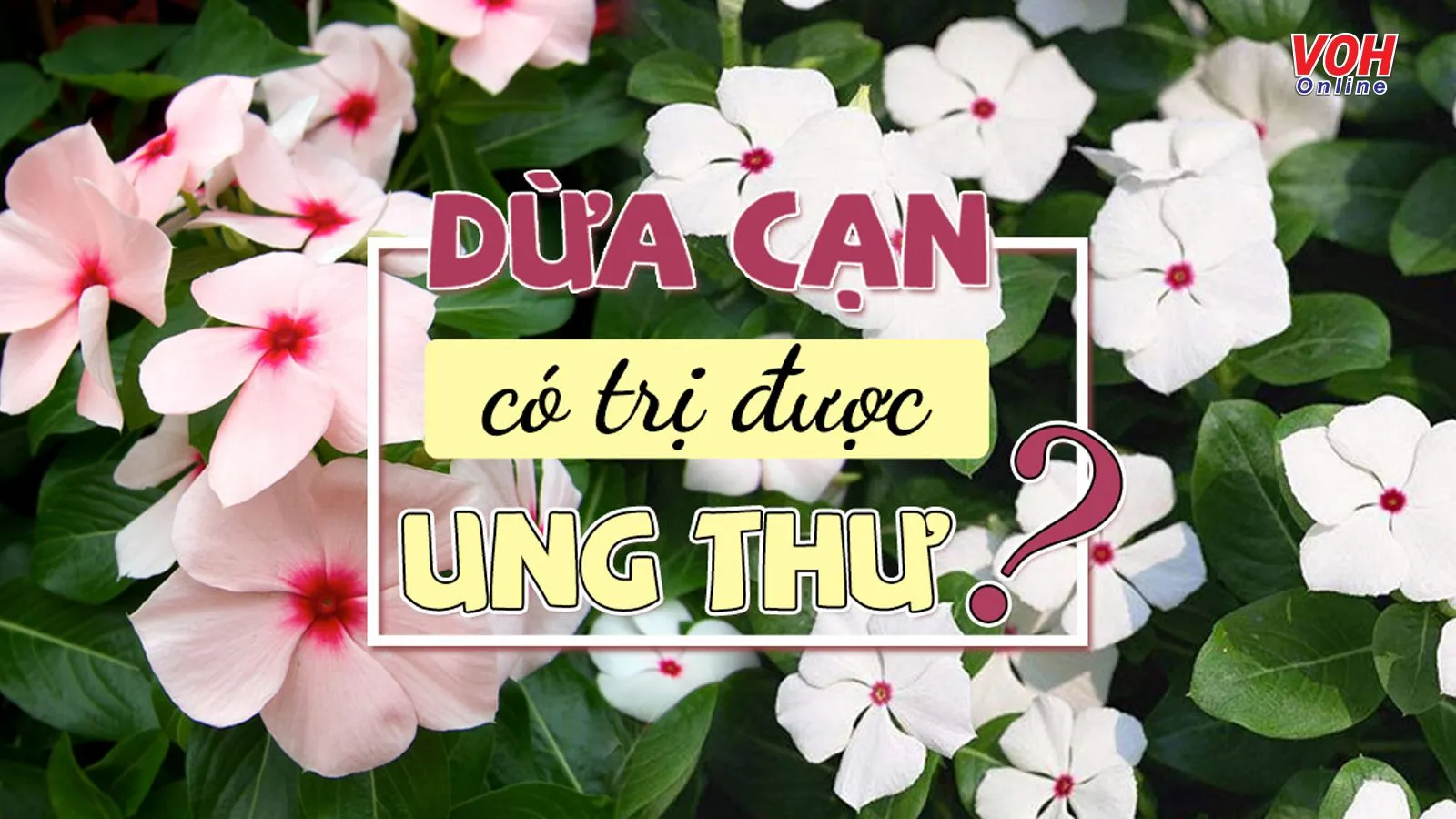 Tác dụng của cây dừa cạn trong điều trị bệnh ung thư