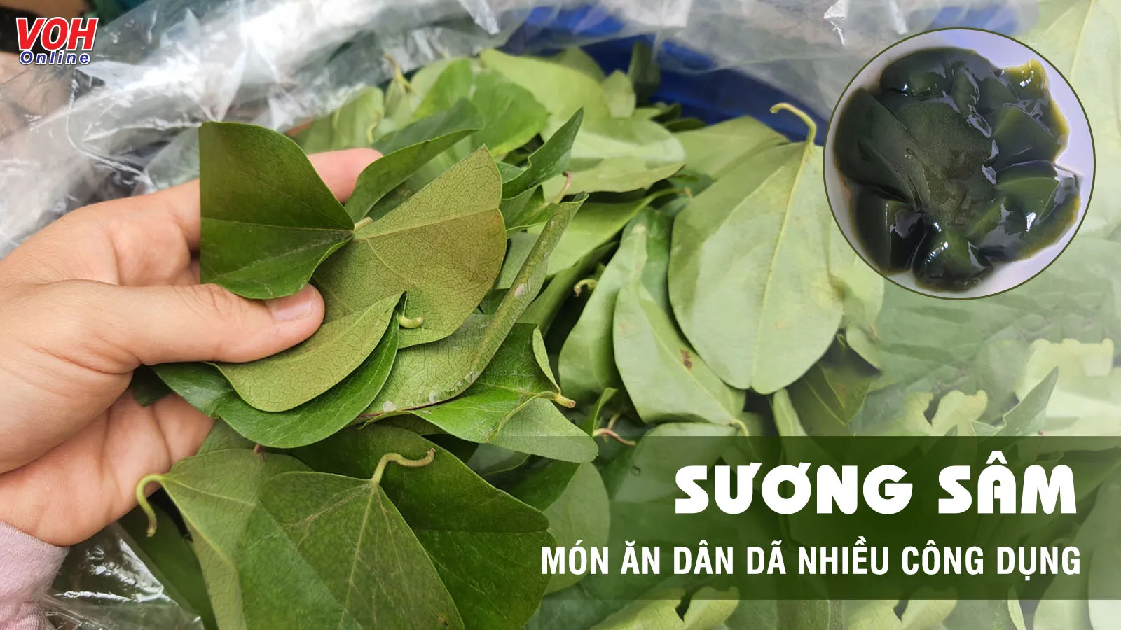 Sương sâm có tác dụng gì ngoài giải nhiệt cơ thể?