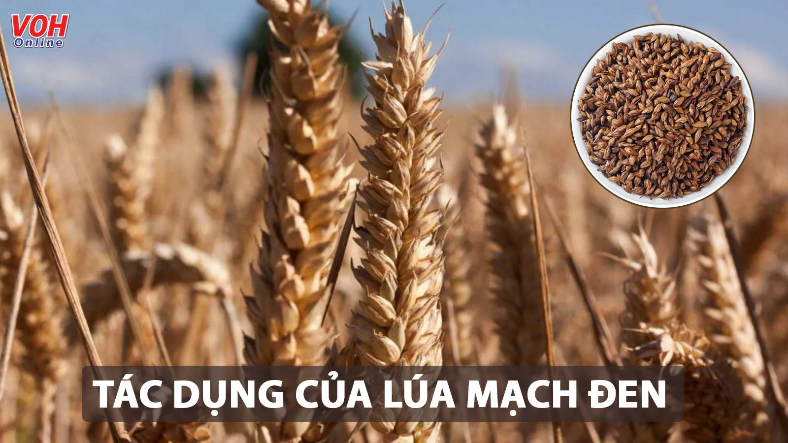 Những tác dụng của lúa mạch đen tốt cho sức khỏe như thế nào?