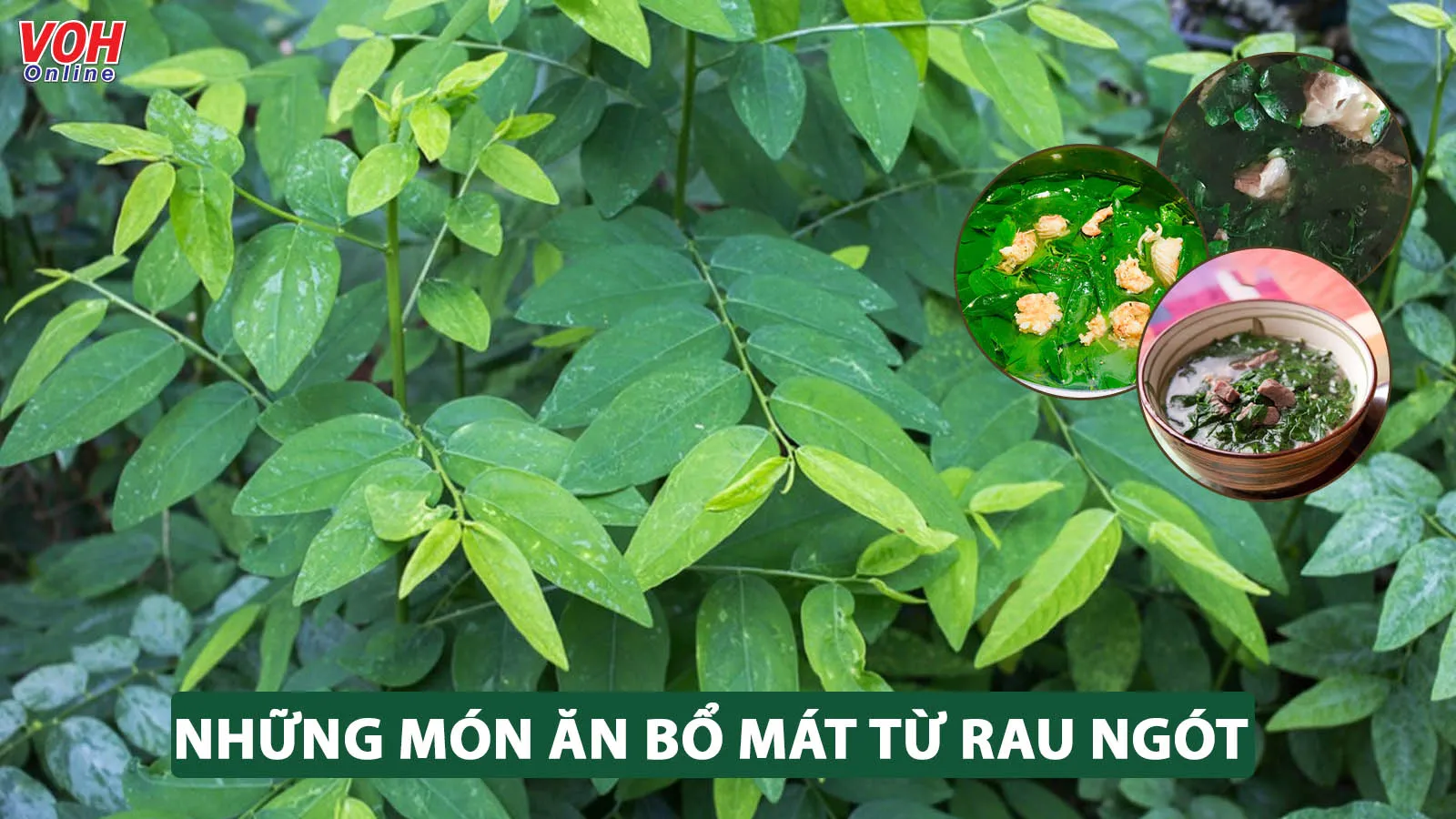 5 cách nấu rau ngót thành món ăn vừa thanh mát, vừa bổ dưỡng