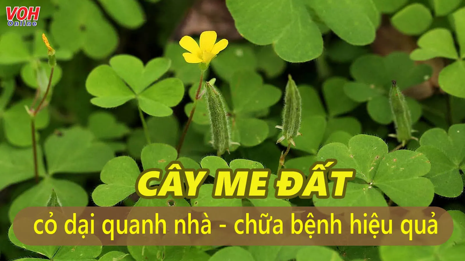 Cây me đất có tác dụng gì trong y học? Cách dùng và lưu ý cần nhớ