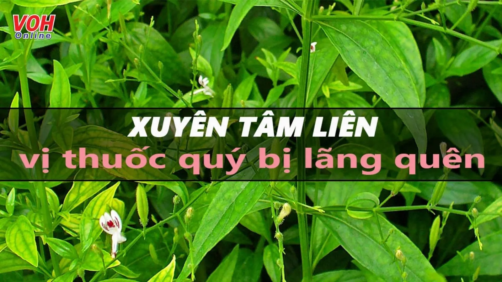 7 tác dụng của xuyên tâm liên và lưu ý dùng an toàn