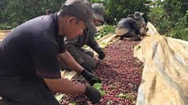 Giá cà phê hôm nay 4/1/2022: Đồng loạt giảm trên sàn thế giới và trong nước