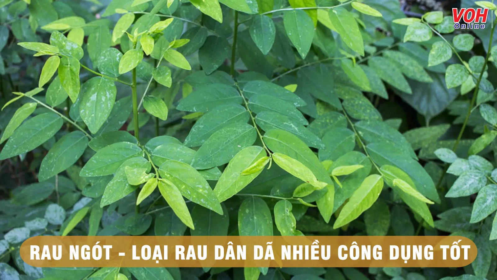 Ăn rau ngót có tác dụng gì cho sức khỏe?