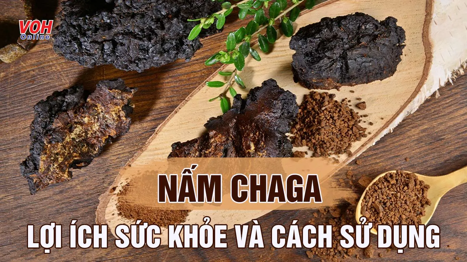 Khám phá 6 tác dụng của nấm chaga với sức khỏe ít ai biết