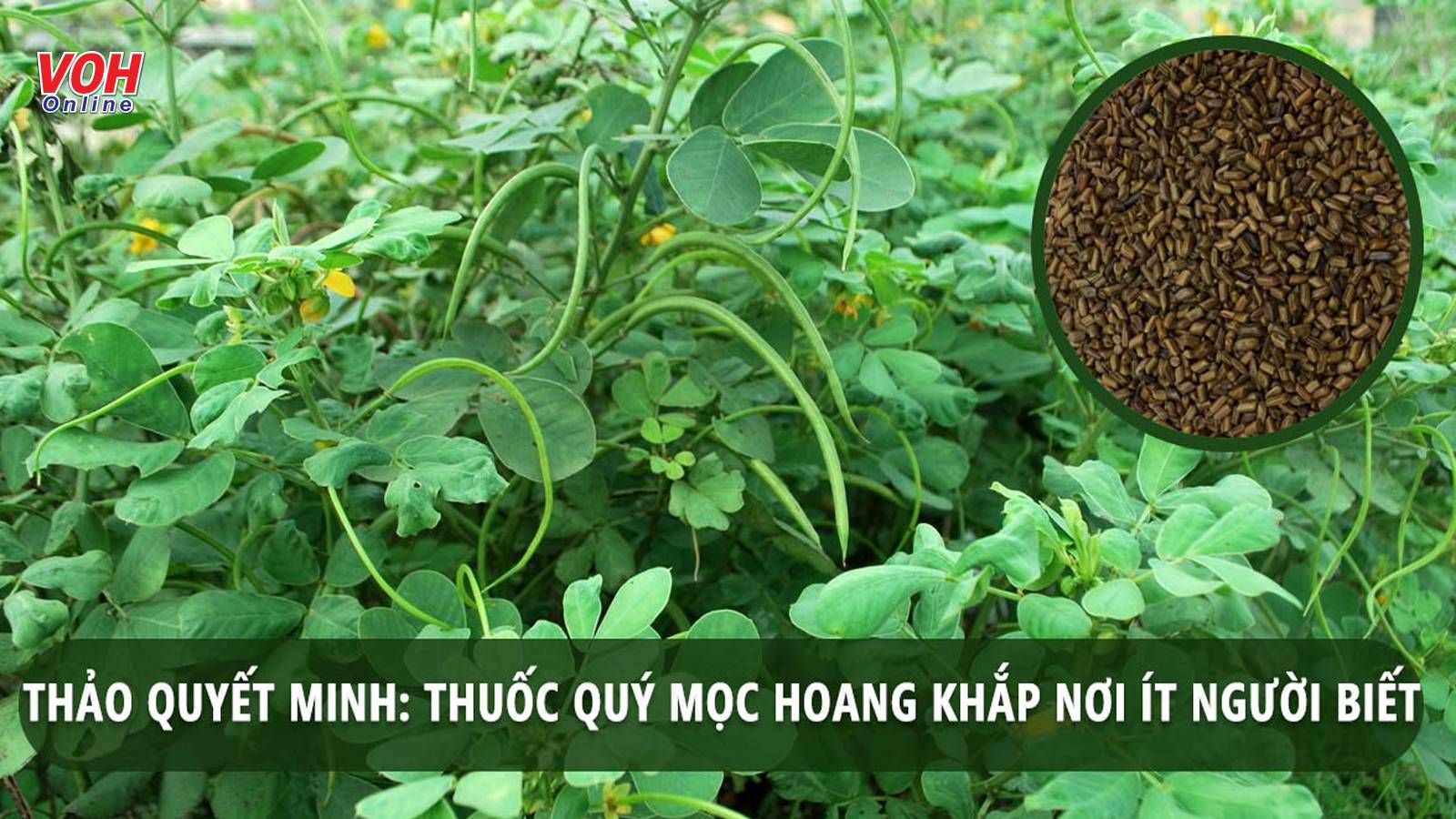 Ngủ sâu, bổ mắt, nhuận tràng...nhờ tác dụng của thảo quyết minh