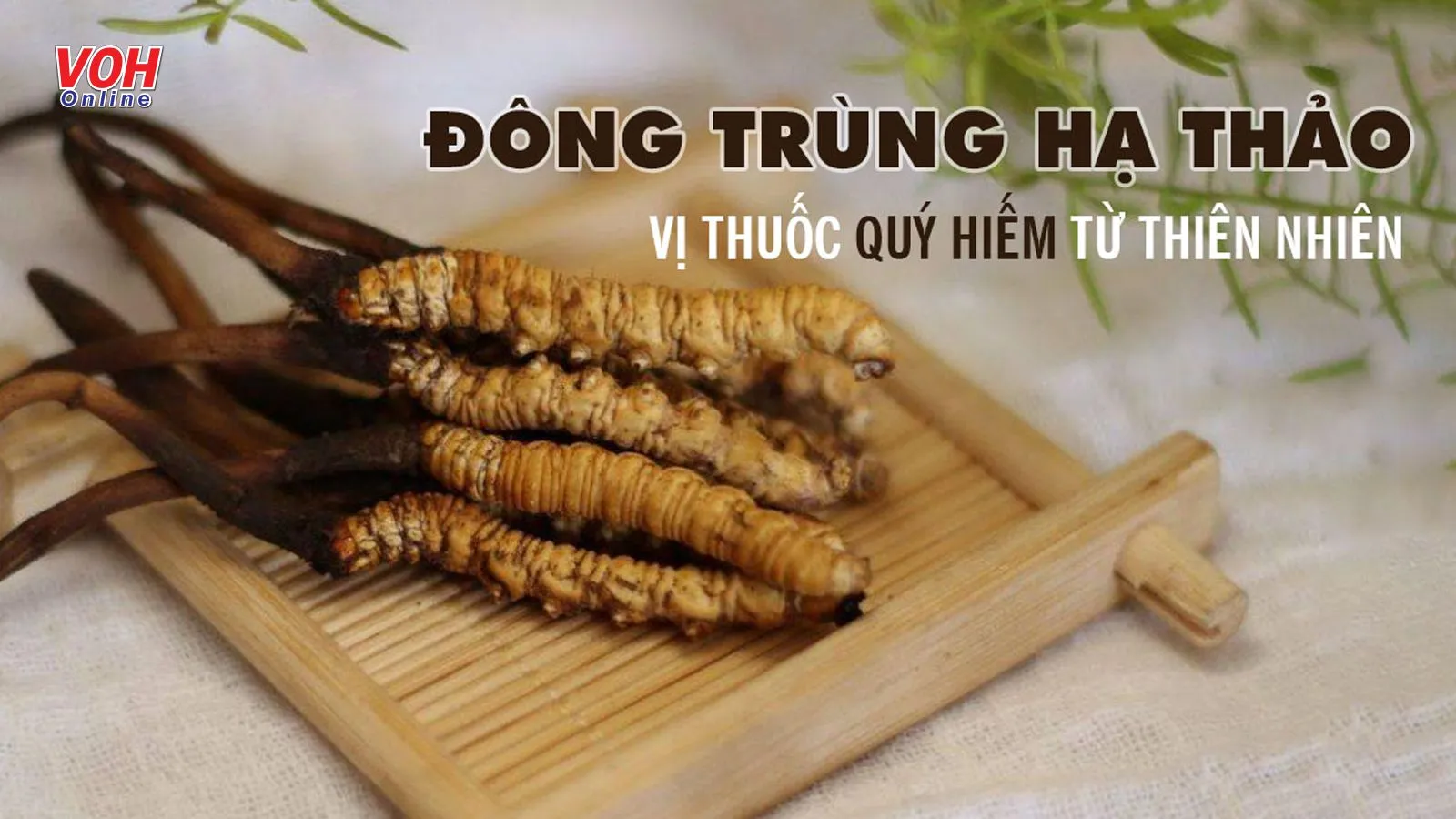 Đông trùng hạ thảo có tác dụng gì với Đông y và Tây y?