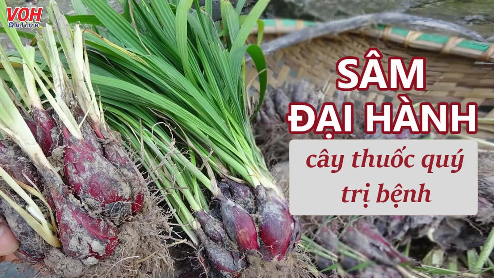 Sâm đại hành có tác dụng gì trong y học?