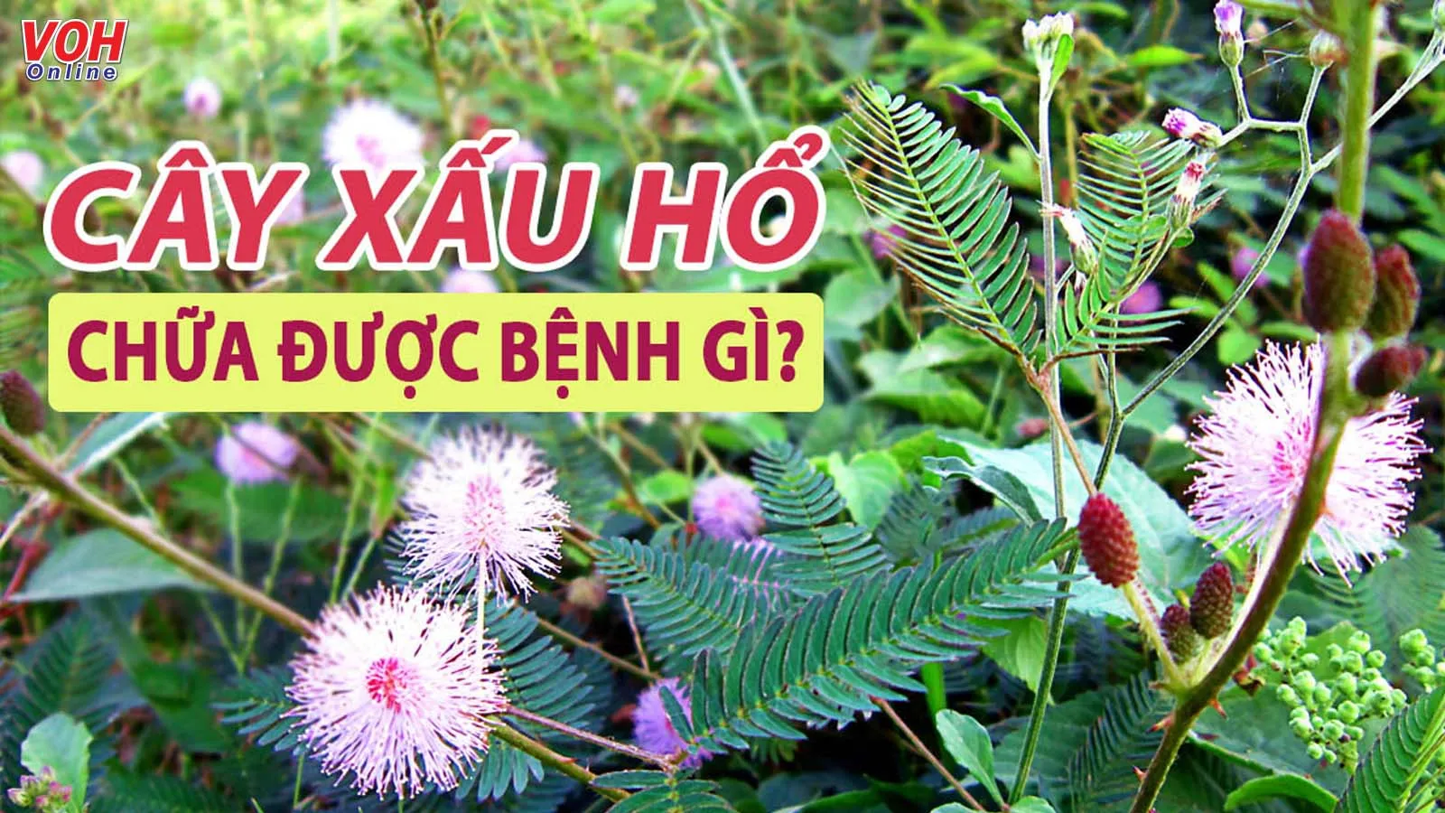 Cây xấu hổ có tác dụng gì ngoài ‘khắc chế’ bệnh xương khớp?