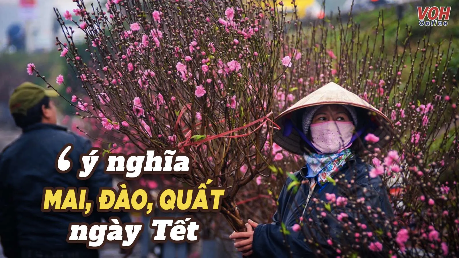 Ý nghĩa của cây mai, cây đào, cây quất ngày Tết, bạn có biết?